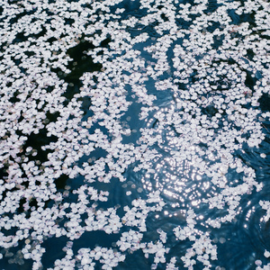 老太做爰又大又粗又爽
